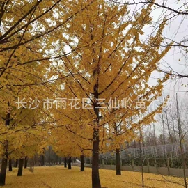 乔木;灌木;盆景