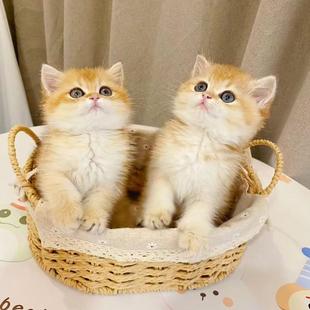 Ӣ���ֵ�߶�ë��u��؈����؈���wӢ���{���{؈��؈�̻�����؈