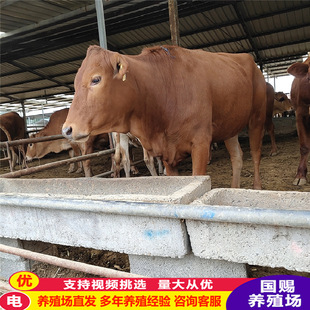 ɽ�������u���T����ţ�� ţ�� ��ţ ���T����ţ�Bֳ����