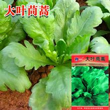 大叶茼蒿种子菜籽皇帝菜春季夏秋冬盆栽阳台四季青蔬菜种籽孑农家