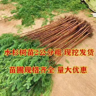 水杉苗水杉树苗绿叶杉树苗南北方均可种植绿叶行道水杉苗量大优惠