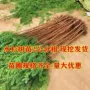 种植量大优惠水杉水杉苗