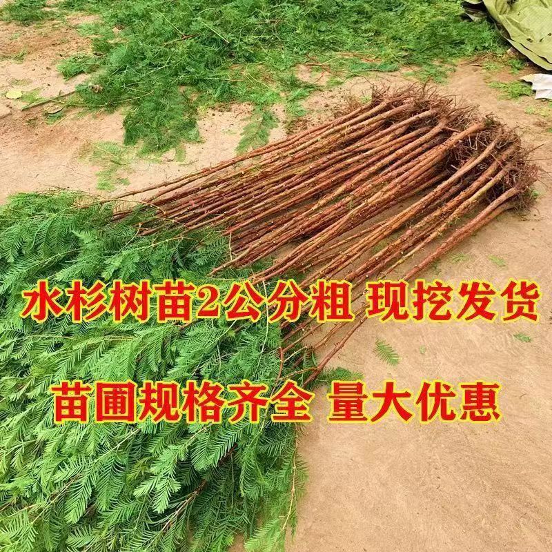 水杉苗水杉树苗绿叶杉树苗南北方均可种植绿叶行道水杉苗量大优惠