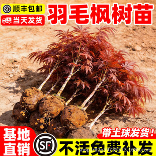 ��ë������޽Ӽt��ͥԺ���������̨�쾰���ϱ����Nֲ�ļ����ɻ�