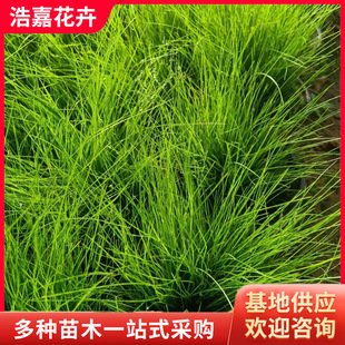 Thin-Stemmed Needle-Mang Seedlings Potted Plants, Seasonal Grass Flower Cup Seedlings, Nutrition Cup Seedlings, Water Bodies, Thin-Stemmed Needle-Mang Potted Plants, Feather Grass