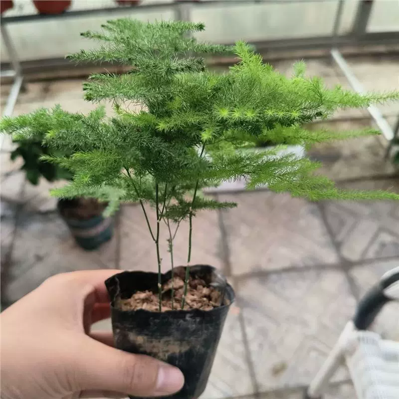 Аспарагус в горшке, фиолетовый песок, комнатное растение, офисное зеленое растение, настольные украшения для бонсай, облако, бамбук, зимний аспарагус