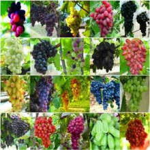 葡萄种子四季播阳台盆栽巨峰玫瑰香提子无籽葡萄水果种籽树苗