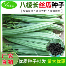 批发八棱丝瓜种子八角长棱大肉清香春季农田菜园籽新种子芽率高