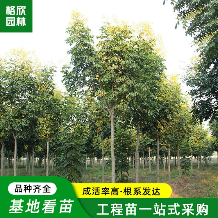 Питомник Оптовая Хуаншань Luan Tree Рассада Ландшафтный проект Уличное дерево Рассада Двор Растения Пекин Luan Tree