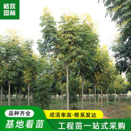 苗圃批发黄山栾树大树苗园林绿化工程行道树苗庭院植物北京栾树
