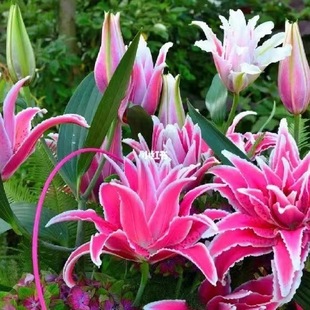 һ�����l(�_����)���֮��3�w18-20���m�M��һ����ˮ�ٺϻ������