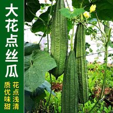 ���c�L��z�ϷN�Ӵ�����ǽz�����ڰ˽ǽz�ϷN���r�ҽǹ��߲˷N