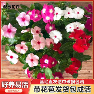 Perennial Potted Morning Glory with Five-Petal Plum Blossom Seedlings with Buds for Delivery, Suitable for Balcony, Windowsill, Living Room, and Courtyard