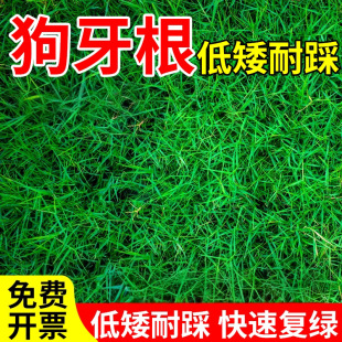 喷雾装置教育草种子｜芒种节气STEAM种植套件