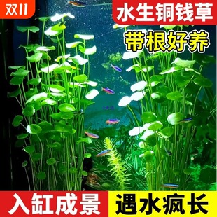 �~���~�X��ˮ���쾰ˮ��ֲ�����ˮ�|ͦˮ�B�~�ݽ��X��