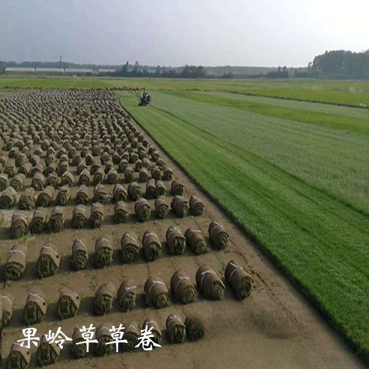 Основание Газона Оптовая Озеленение Парка Защита Наклона Sijiqing Бермуды Зеленый Газон Манила Трава Кожа