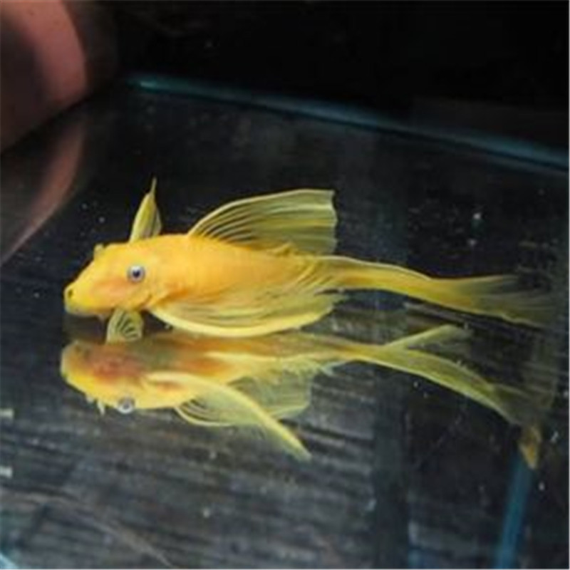 Tropical Fish Ornamental Fish Golden Sail Beard Grass Tank Cleaning Fish Live Pet Cleaner Bathing Hard-working Fish