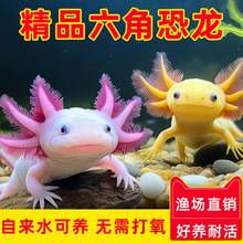 六角恐龙鱼冷水鱼蝾螈水族宠物鱼六角龙淡水鱼好养活鱼观赏网红鱼