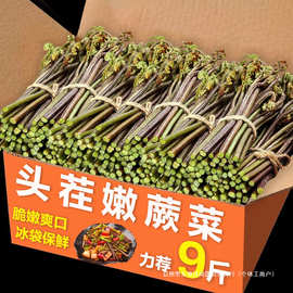 贵州野生蕨菜新鲜现摘龙爪菜甜蕨菜应季蔬菜蕨菜新鲜蕨菜5斤