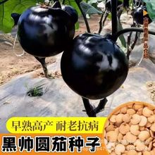 �ڎ��A�ѷN���ش�A�ѷN��ͥԺ���������̨���ﲥ�N�����߲˷N��