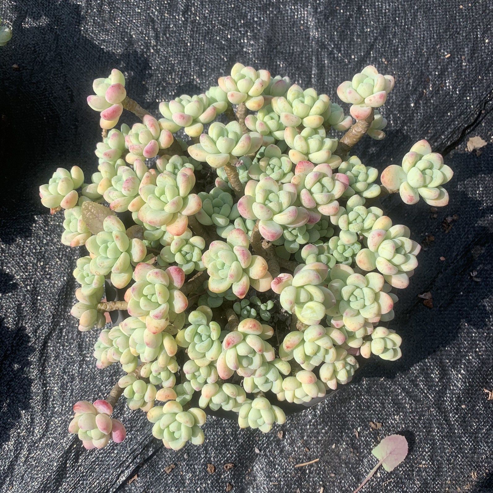 라울은 약 25cm입니다(흙에서 배송됨).