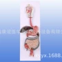 医学教学培训消化模型