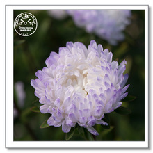 公爵夫人蓝冰重瓣翠菊种子进口传家宝室内四季阳台易种紫菀盆栽