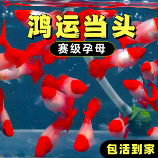 ��ĸ���N��ȸ�~���\���^��ֳ�N�~̥��С�;�Ʒ�~��ˮ�^�p�~�Ꭷ�~