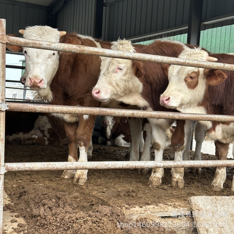 西门塔尔肉牛犊价格 改良鲁西黄牛肉牛犊批发 哪有卖活体肉牛犊