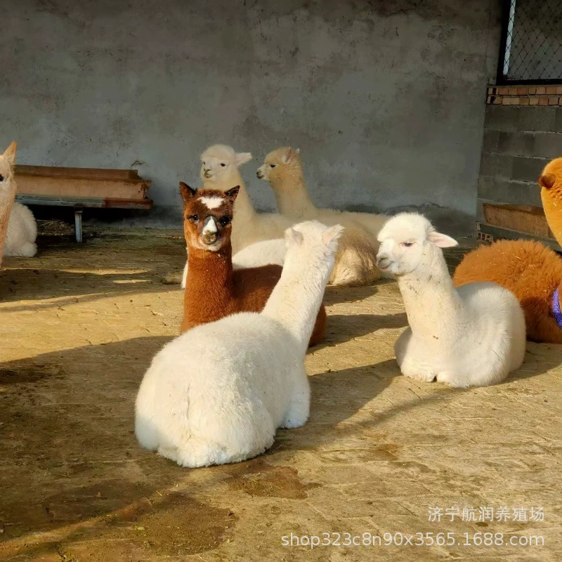 Разведение и продажа милых маленьких альпак, цена живых взрослых альпак, рай для разведения и аренды милых питомцев.