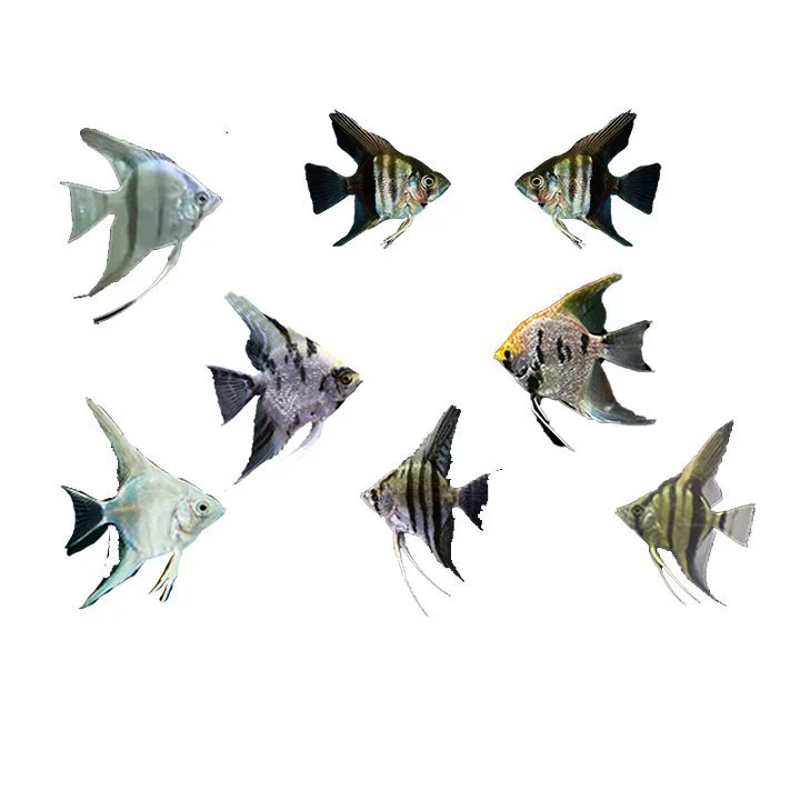 Colorful Angelfish Ornamental Fish Tropical Large Pet Swallow Fish Peruvian Small Freshwater Fish
