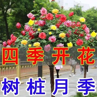 ���U�䘶�¼��ش���_����ɫ�ߗU�����ǘ��õ���̨�Ϙ�����ͥԺ