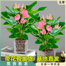 粉掌白掌盆栽植物室内花卉好养水培一帆风顺红掌水养四季常青绿植