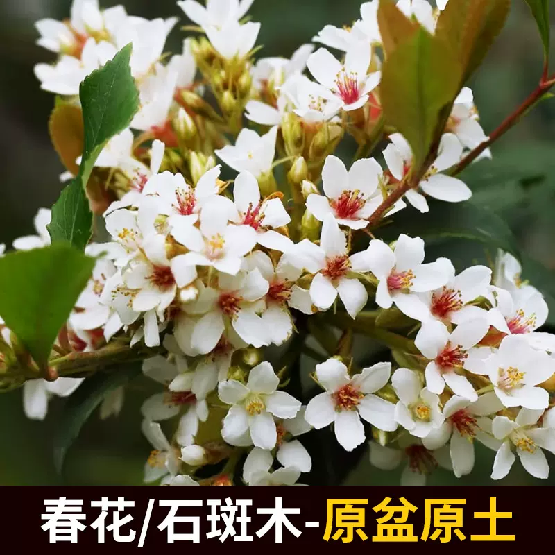 报春花石斑木飘枝车轮梅花卉盆景素材室内客厅书房植物盆栽