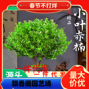 һ�����lС�~����辰�Ϙ���z�ľ���ԾGֲ�҃��k���ҾGֲ���ļ�