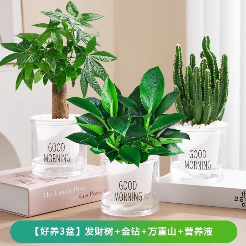 [3 화분에 견딜 수 있음] 돈나무/황금 다이아몬드/완중산