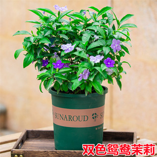 茉莉花茉莉花苗圖片 海量高清茉莉花茉莉花苗圖片大全 阿里巴巴