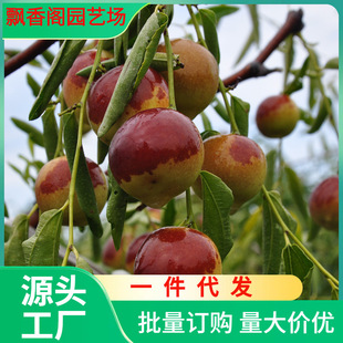 Dropshipping Jujube Seedlings, Jujube Saplings, Zhanhua Winter Jujube Saplings, Snow Red Jujube Grafting, Fruit Saplings, Potted Ground Planting