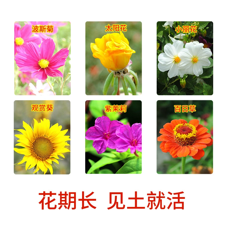 Семена подсолнечника TikTok: простые в выращивании семена календулы для наружного озеленения, комбинированное садоводство с фиалками