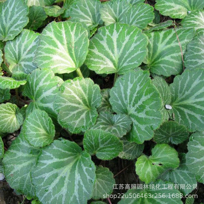 Красное растение в горшке, солнцелюбивое растение в горшке с листьями золотого лотоса, декоративное растение в горшке, влаголюбивое зеленое растение