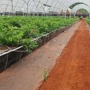 以色列栽培温室基质鲜切花