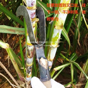 Manual Sugarcane Leaf Peeling Knife, Sickle for Peeling Sugarcane Leaves, Tool for Tearing Sugarcane Leaves