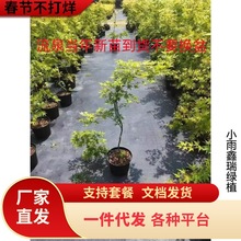 一件代发流泉枫树苗盆栽小苗黄金枫红枫黄金流泉枫盆栽鸡爪槭树苗