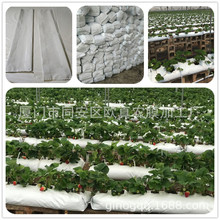 ��׃Ⱥ� PE�L�l�Nֲ�� �Ӻ�͸�� ���ϻ������߲�����Nֲ��