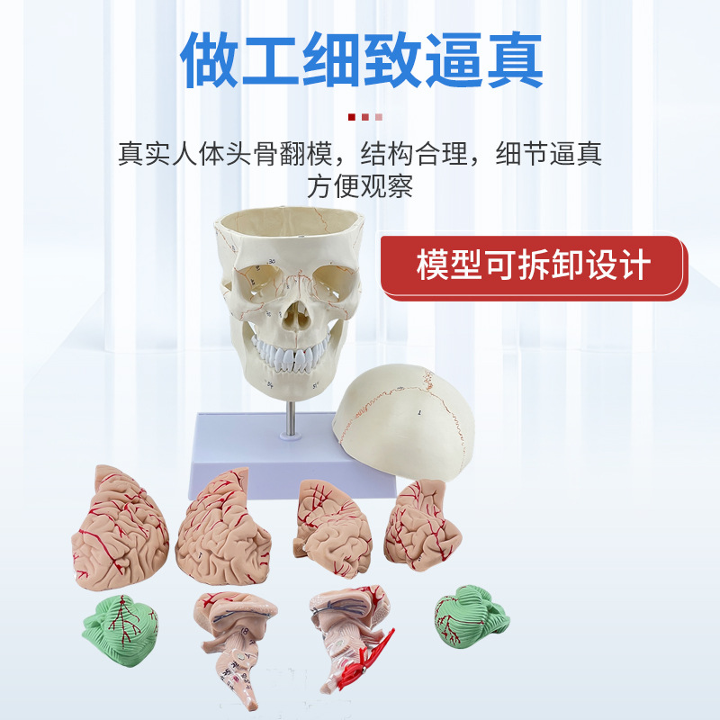 ��ѧ����1:1��Ȼ��ͷ­�Ǳ걾���ֱ�ʶ���ʷ������ñ�׼ͷ��ģ��