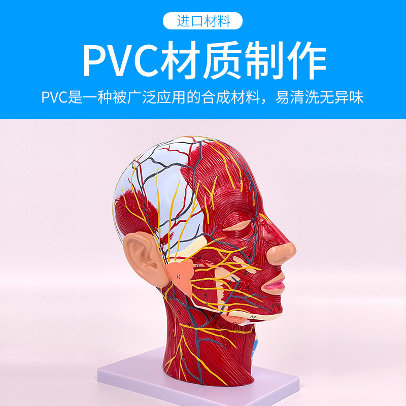 ����ͷ�沿����Ѫ����ģ�;�������ѧ�沿��Ѫ�ܼ���ṹģ��