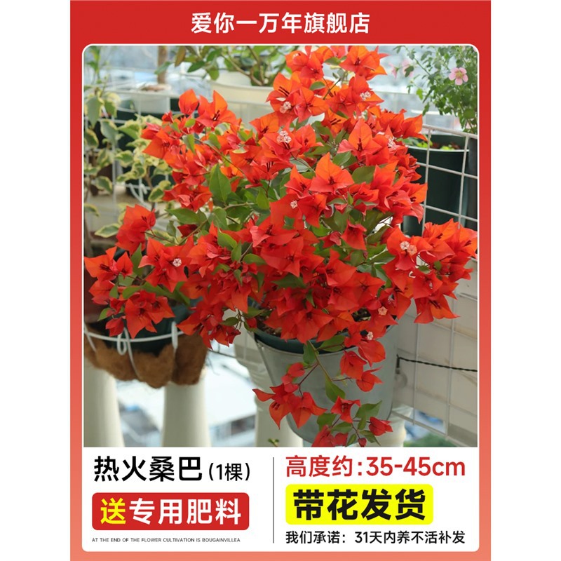 부겐빌레아 : 히트 삼바 모종 [꽃과 함께 배송] + 비료