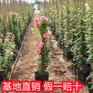 �ٱ��¼��󻨝���༾���_��������Ԯֲ��ͥԺ�̨��������