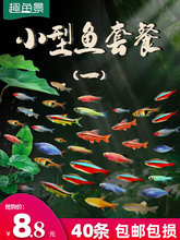 熱帶觀賞活魚好養寶蓮燈斑馬淡水金魚苗神仙孔雀小型紅綠燈科小魚
