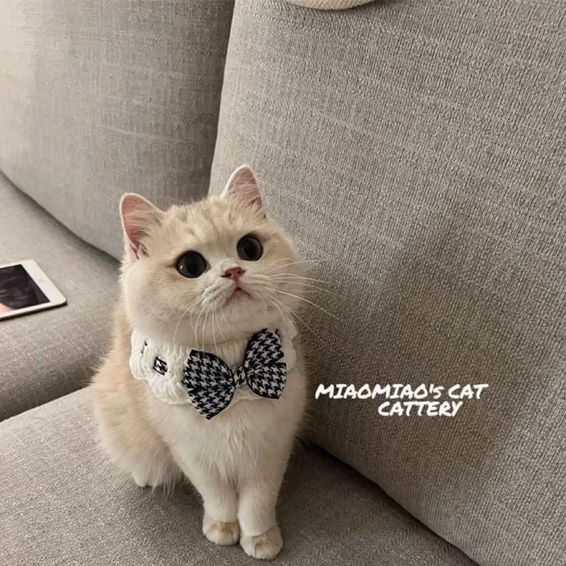猫中小型夏かわいいラグドール猫子猫ミルク猫唾液タオルリボンペットスカーフネックレス首輪|undefined